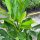 Kirschlorbeer Caucasica Fontanette® 80-100cm