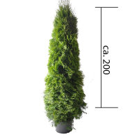 Thuja Smaragd 175-200cm im Topf gewachsen