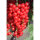 Rote Johannisbeere Rovada 40-60cm