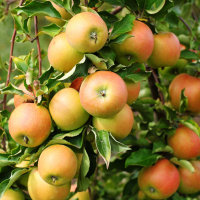 Apfel Jonagold® Busch