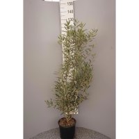 Olive Cipressino 80-100cm