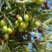 Olive Cipressino Stämmchen Stammhöhe 100cm