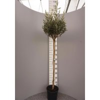 Olive Cipressino Stämmchen Stammhöhe 100cm