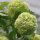 Gefüllter Schneeball Roseum 80-100cm