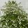 Gefüllter Schneeball Roseum 80-100cm