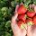 BIO Erdbeere Mara des Bois- mehrmals tragend 10cm