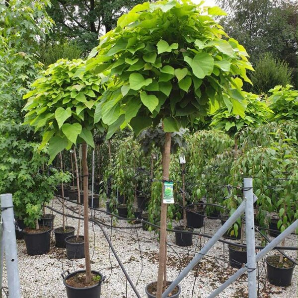 Kugel-Trompetenbaum Nana Stammhöhe 150cm | 8-10cm Stammumfang im Co