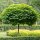 Kugel-Trompetenbaum Nana Stammhöhe 150cm | 8-10cm Stammumfang im Co