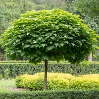 Kugel-Trompetenbaum Nana Stammhöhe 220cm | 12-14cm...