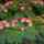 Seidenbaum Ombrella Hochstamm | 8-10cm Stammumfang im Co