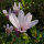 Strauchmagnolie  rosa George Henry Kern  125cm