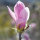 Strauchmagnolie  rosa George Henry Kern  125cm