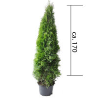 Thuja Smaragd 150-175cm