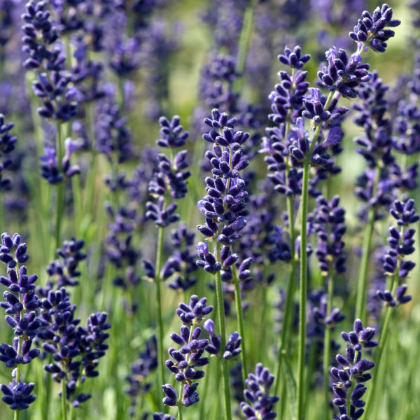 Lavendel Hidcote Blue P 0,5